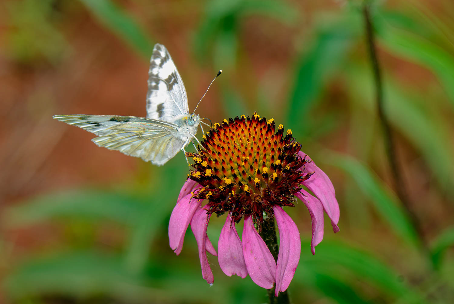 Checkered White (Pontia protodice)