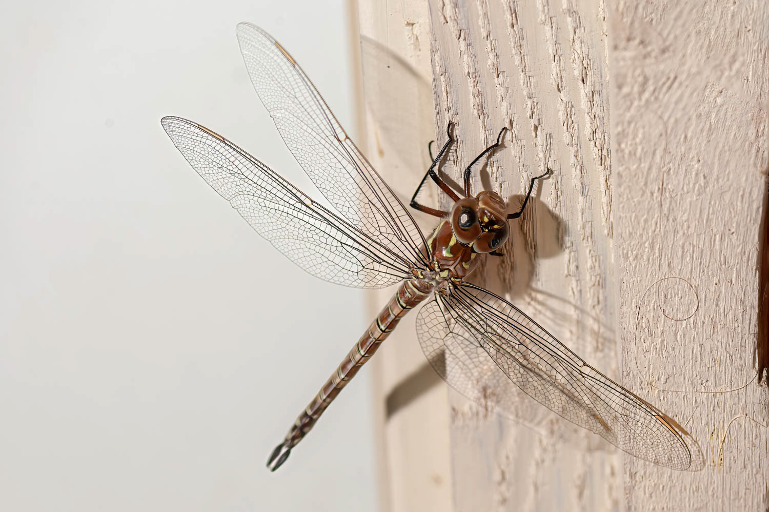 Swamp Darner (Epiaeschna heros)