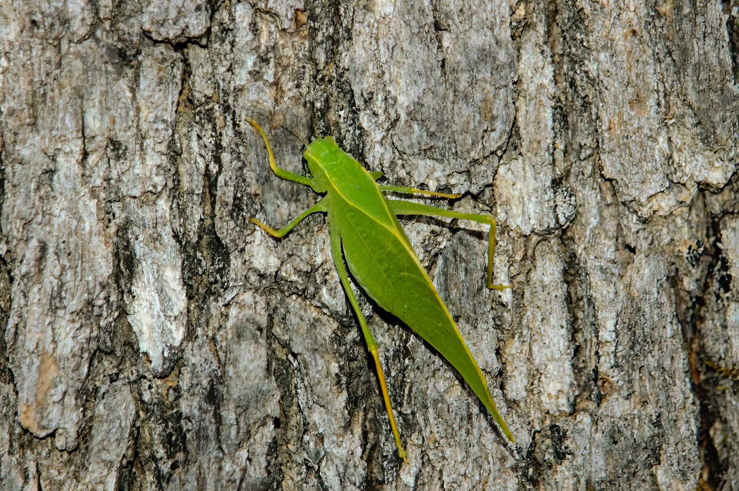 Lesser Angle-wing Katydid (Microcentrum retinerve)
