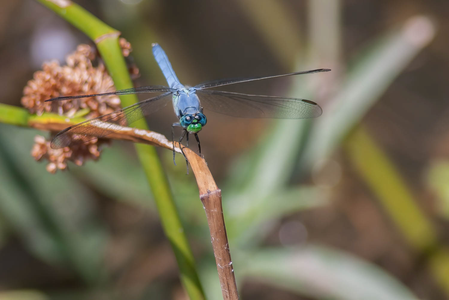 Eastern Pondhawk (Erythemis simplicicollis) Male