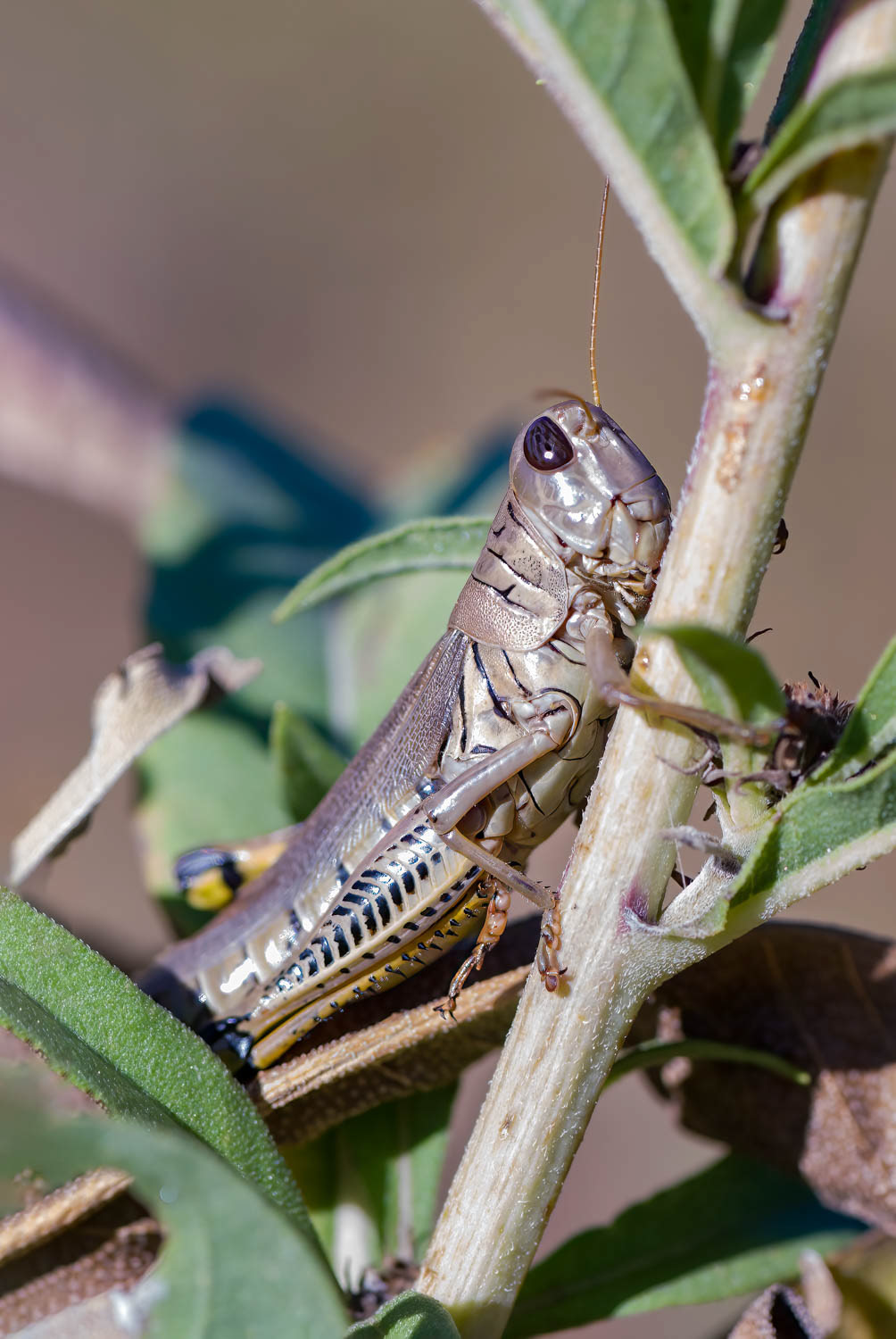 Differential Grasshopper (Melanoplus differintialis)