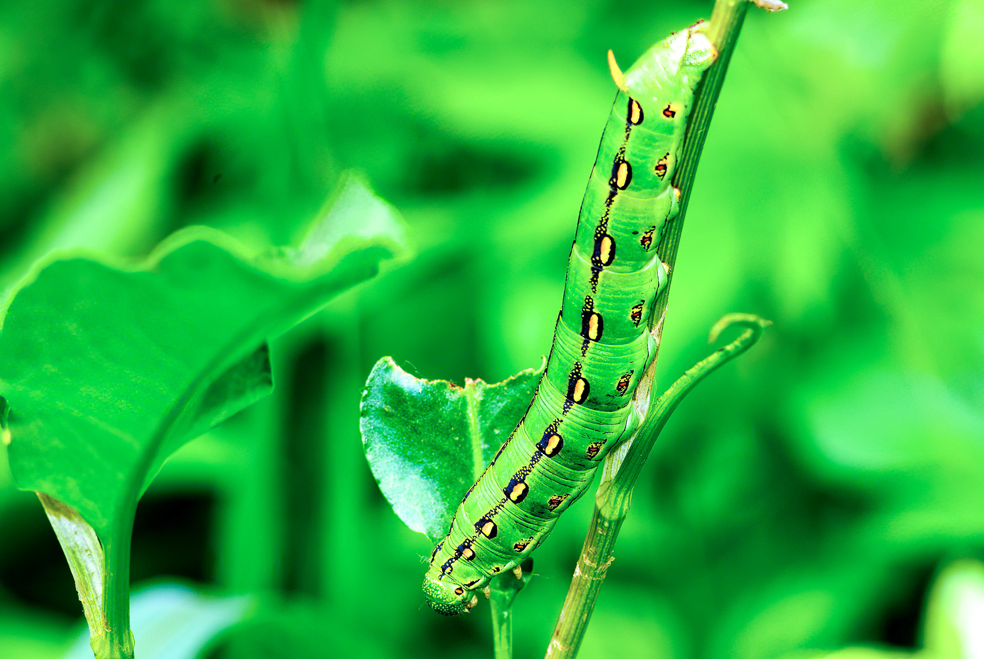 White-lined Sphinx Moth (Hyles lineata)