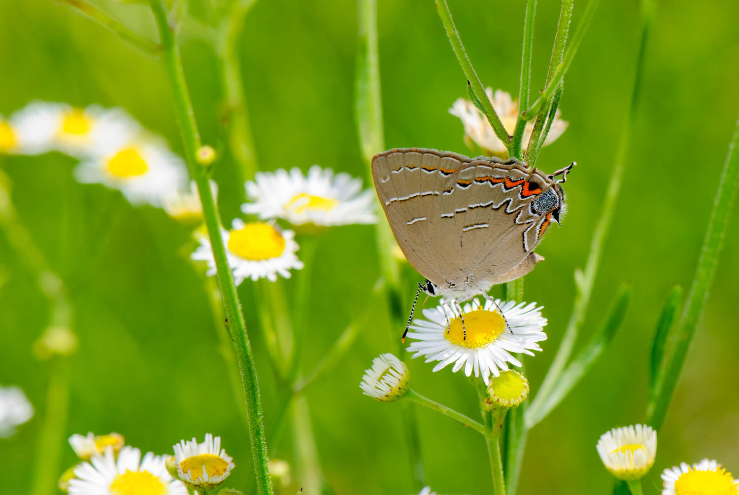 Soapberry Hairstreak (Phaeostrymon alcestis)