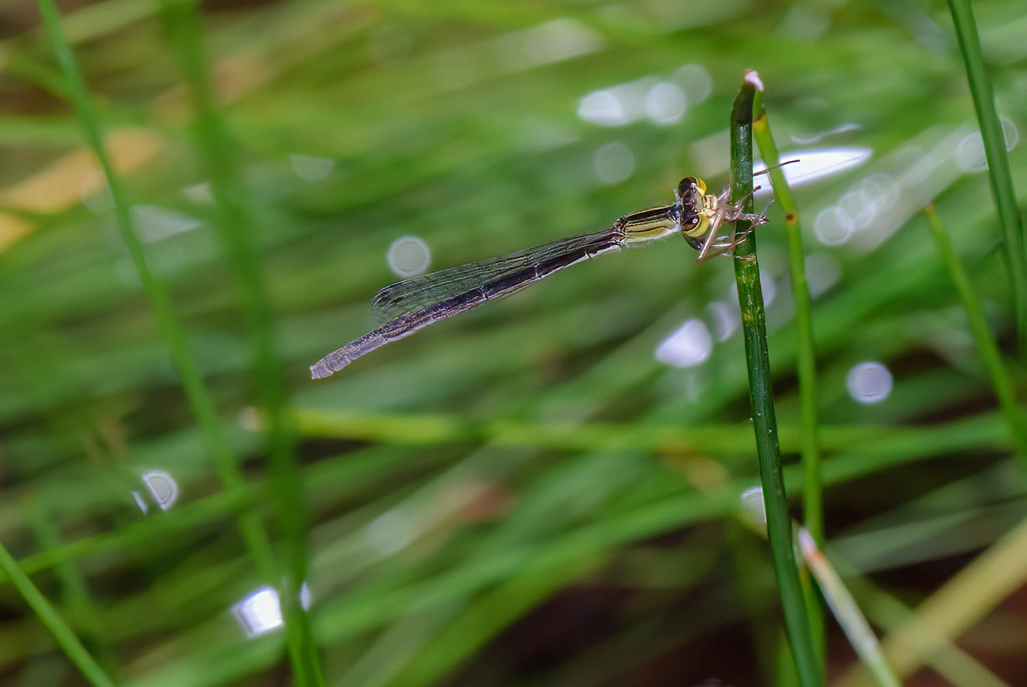 Citrine Forktail (Ischnura hastata
