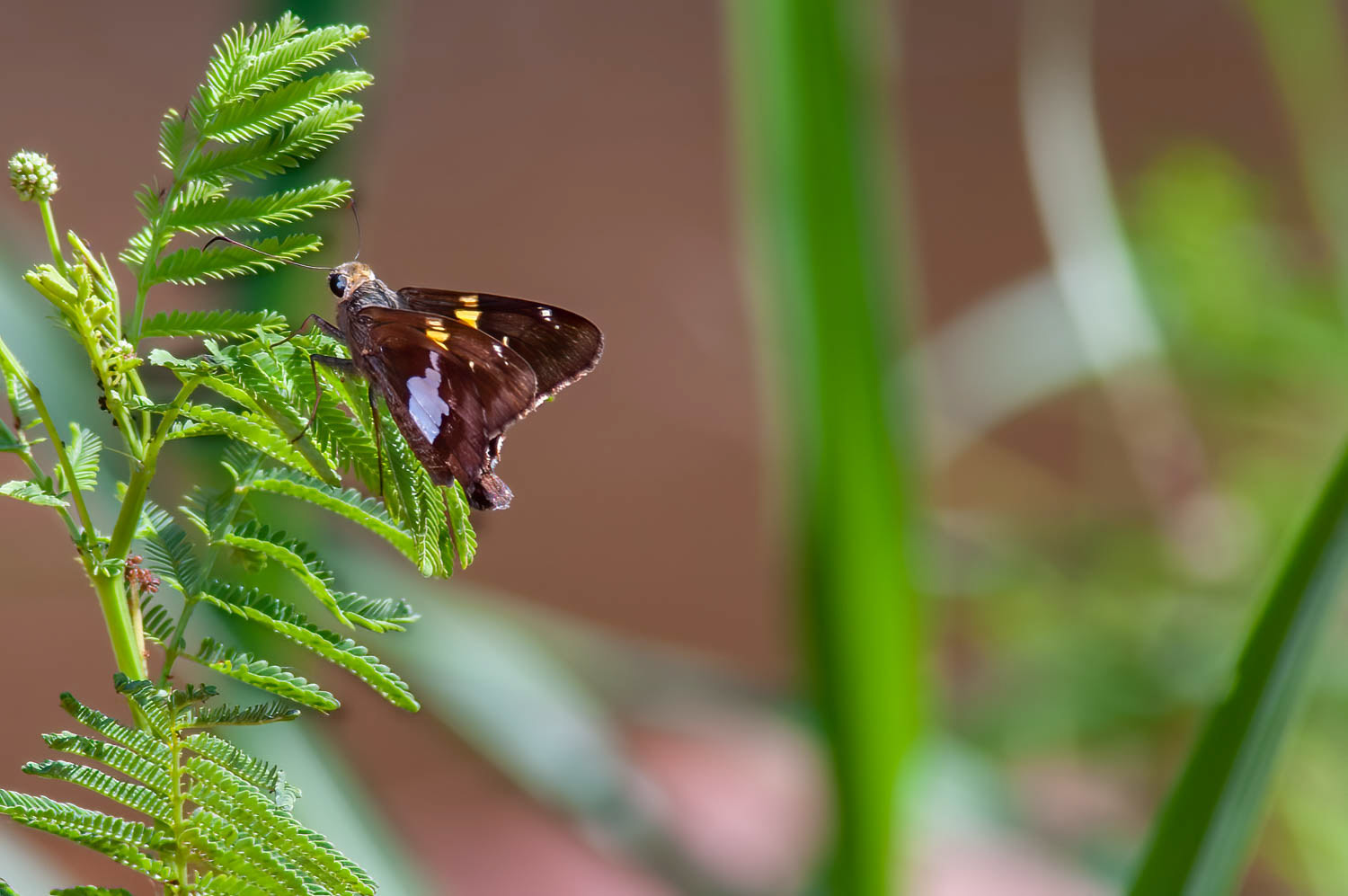 Silver-spotted Skipper (Epargyreus clarus)