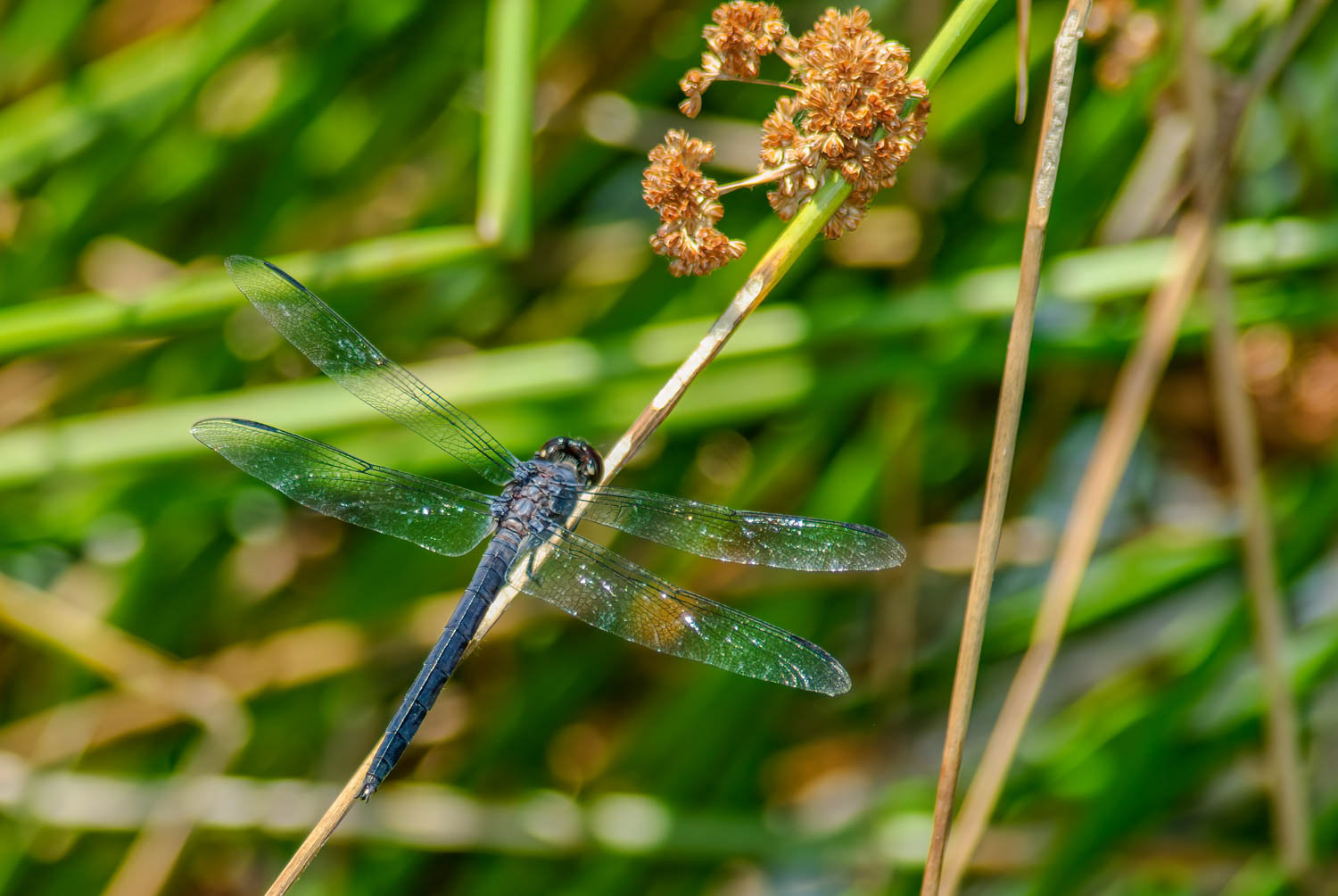 Slaty Skimmer (Libellula incesta) Male
