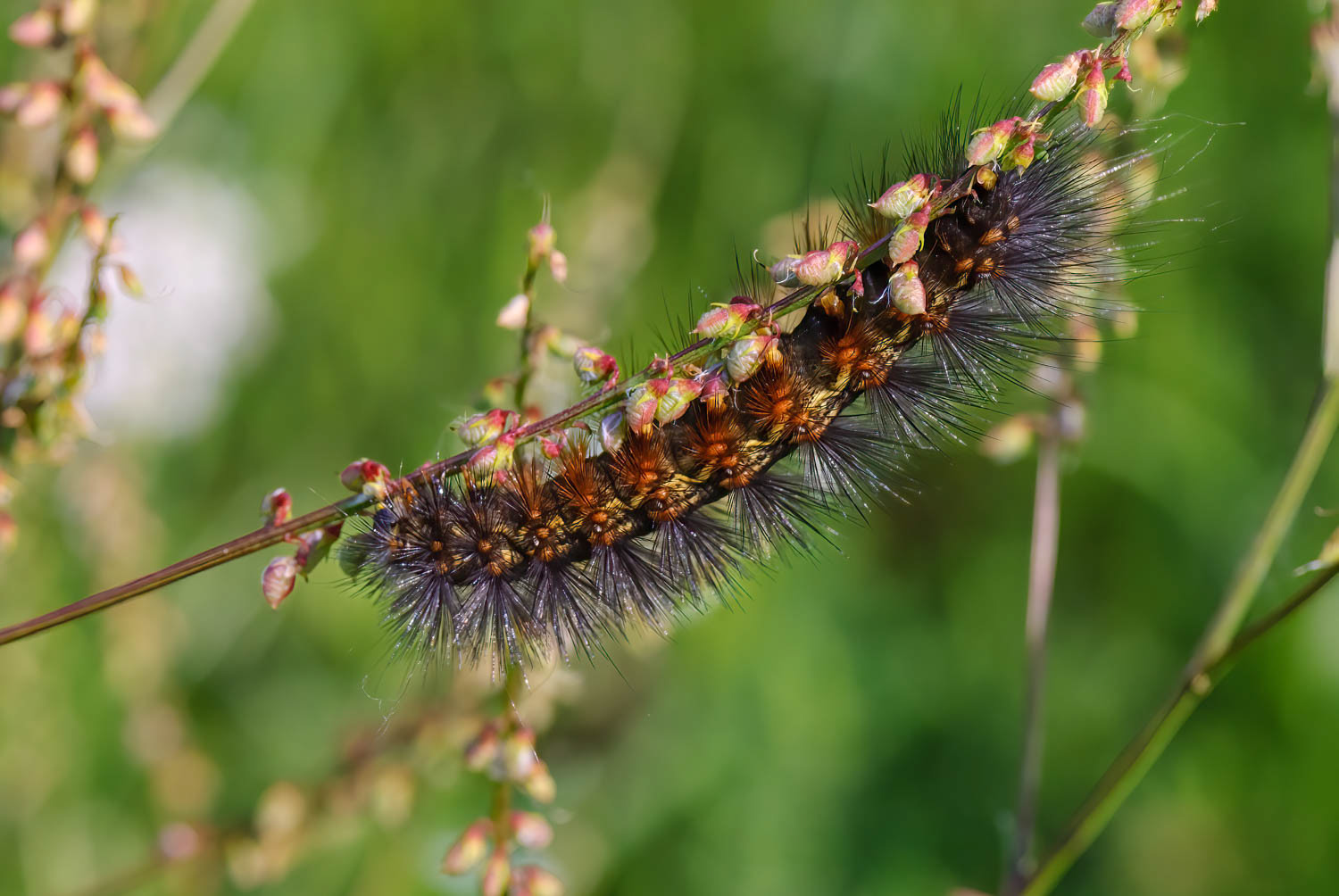 Salt Marsh Moth Caterpillar (Estigmene acrea)