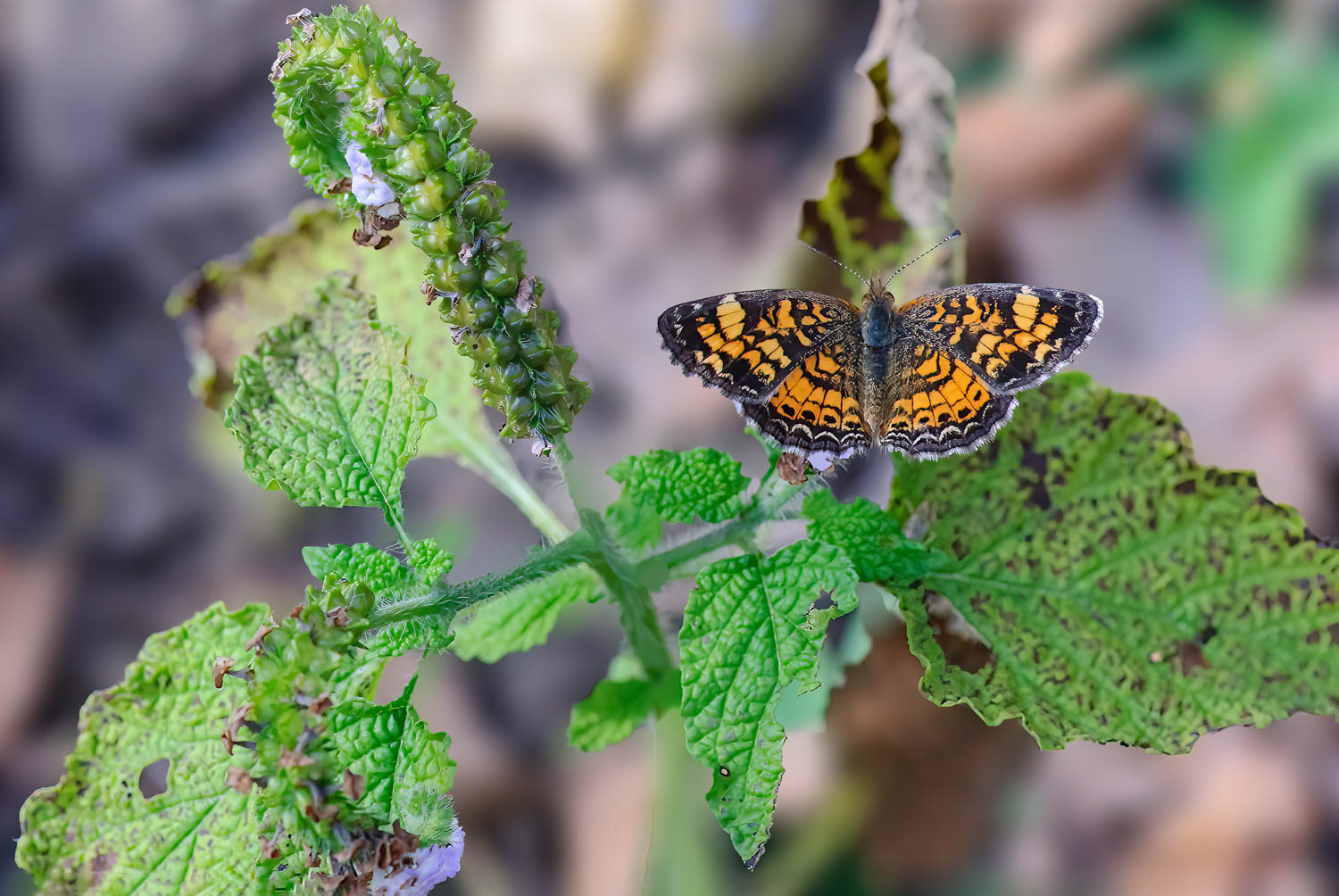 Silvery Checkerspot (Chlosyne nycteis)