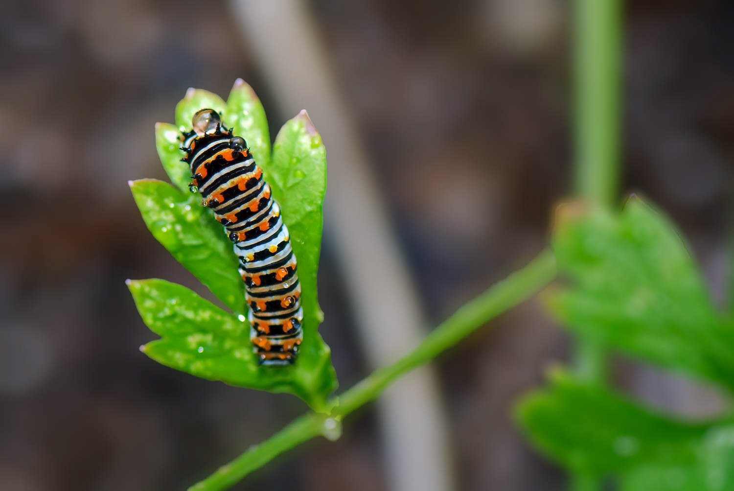 Black Swallowtail Caterpillar (Papilio polyxenes) 3rd Instar