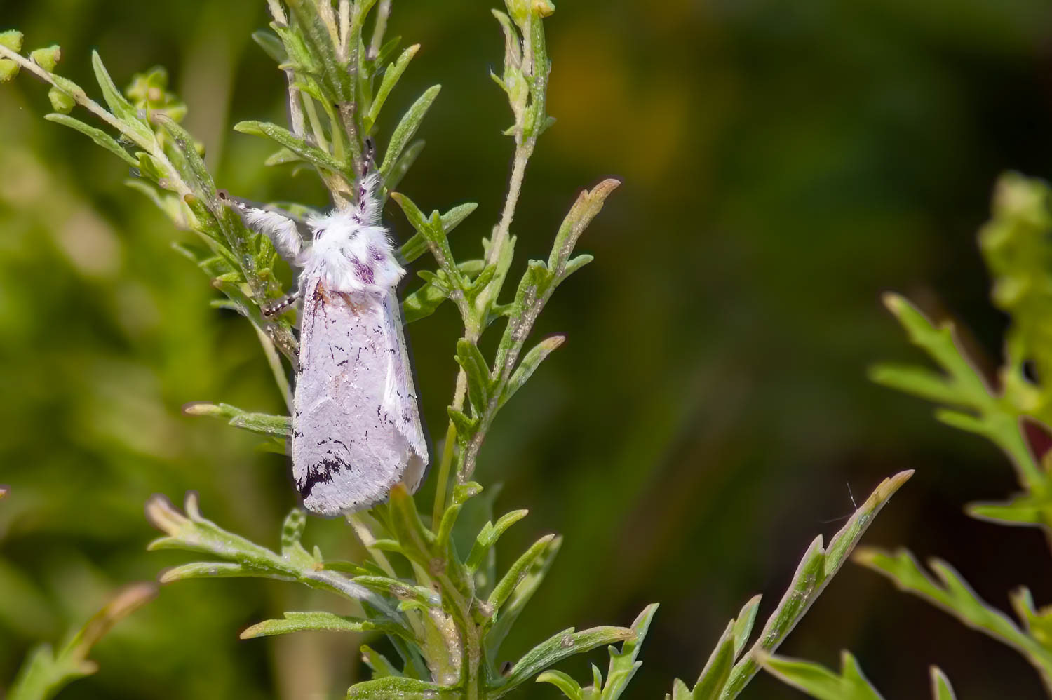 Salt Marsh Moth (Estigmene acrea)