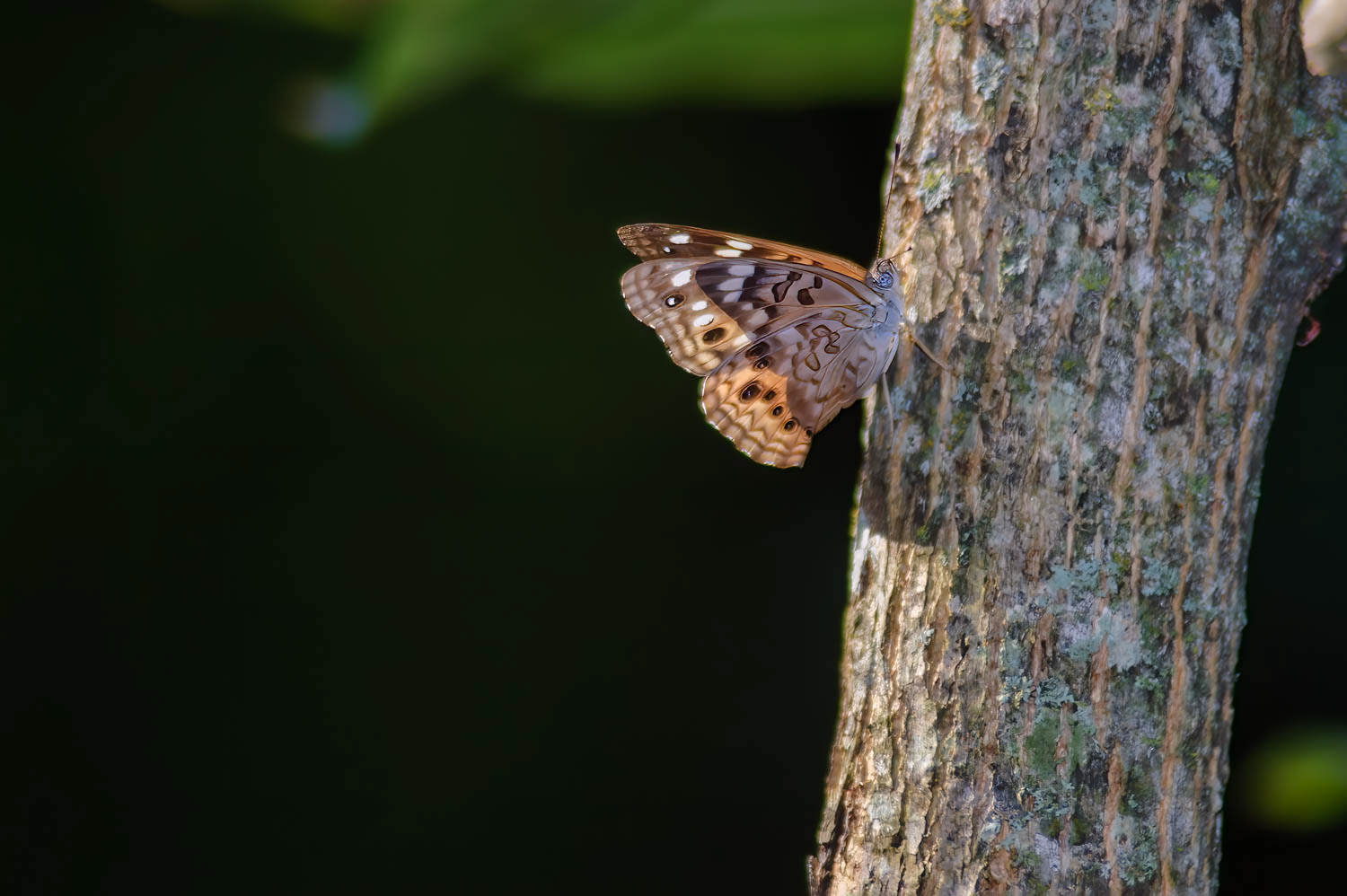 Hackberry Emperor (Asterocampa celtis)