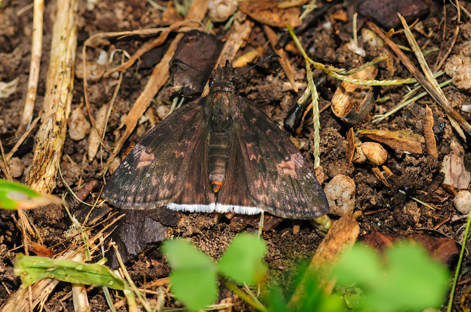 Funeral Duskywing ( Erynnis funeralis)