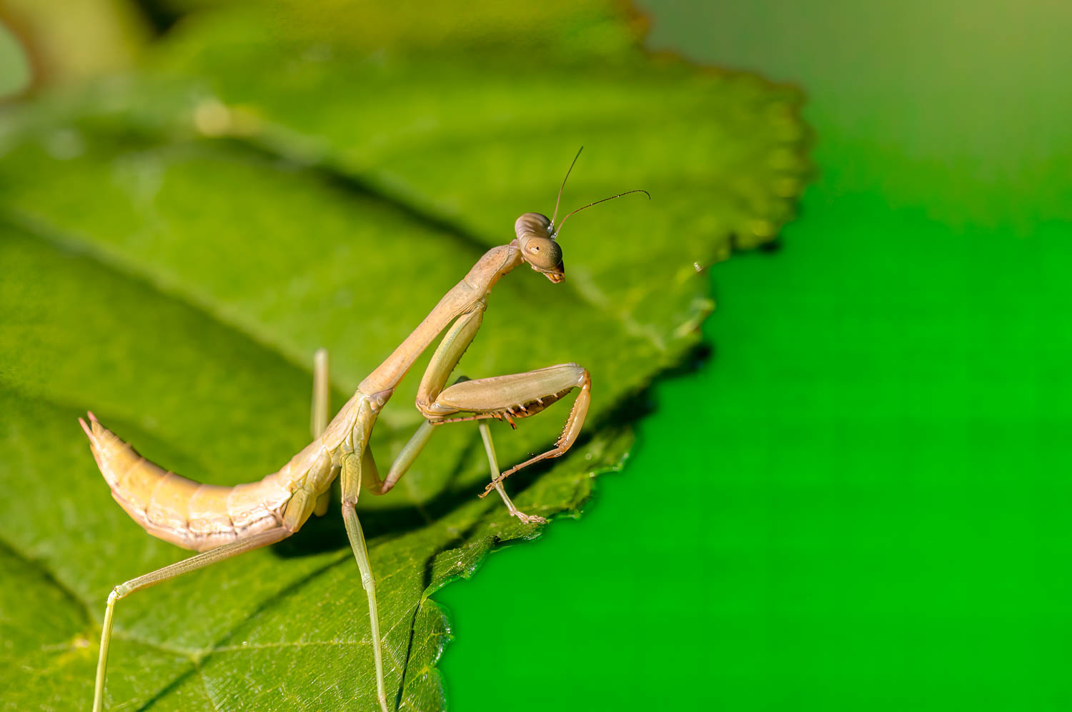 Praying Mantis