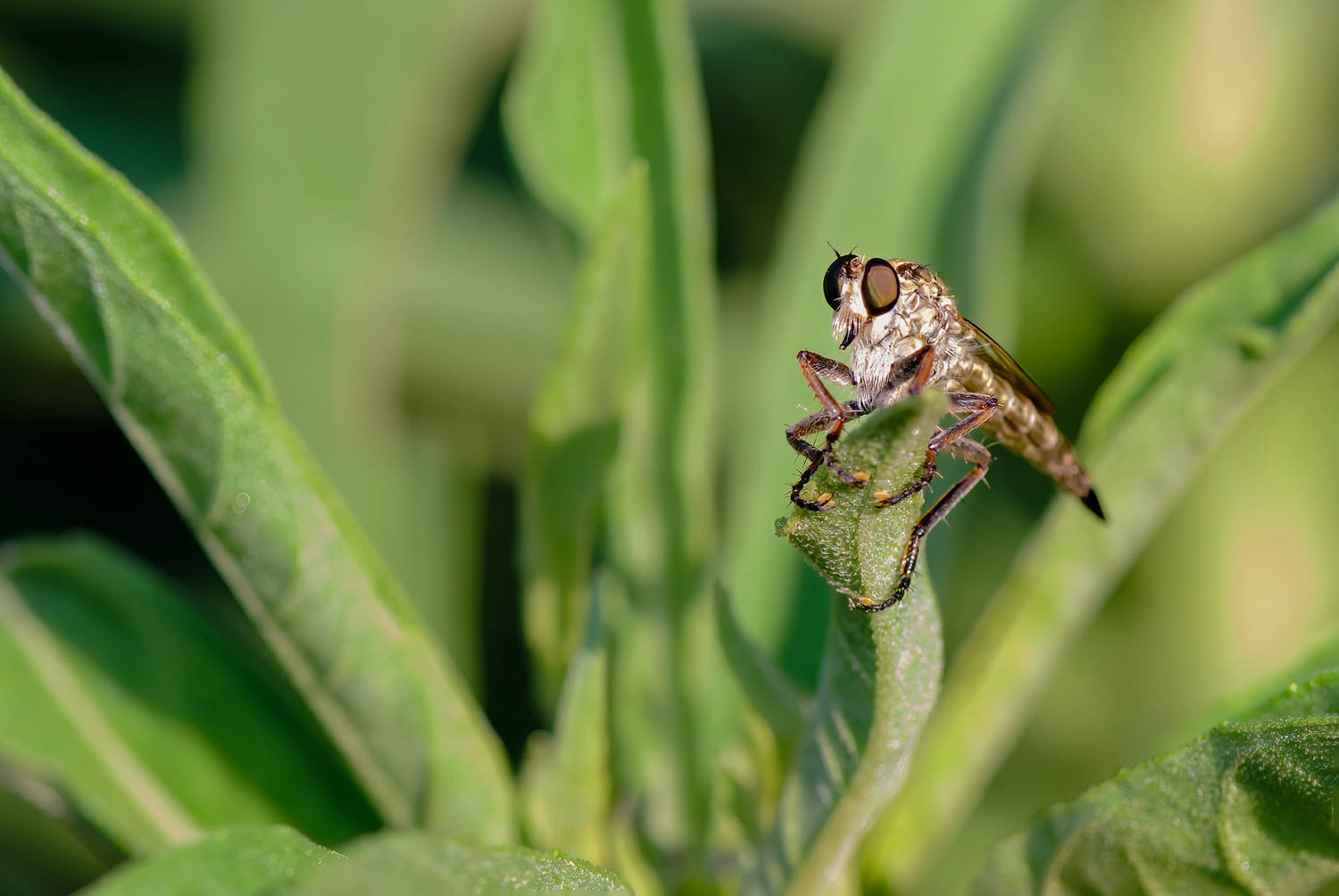 Robber F;y (Triorla interrupat)