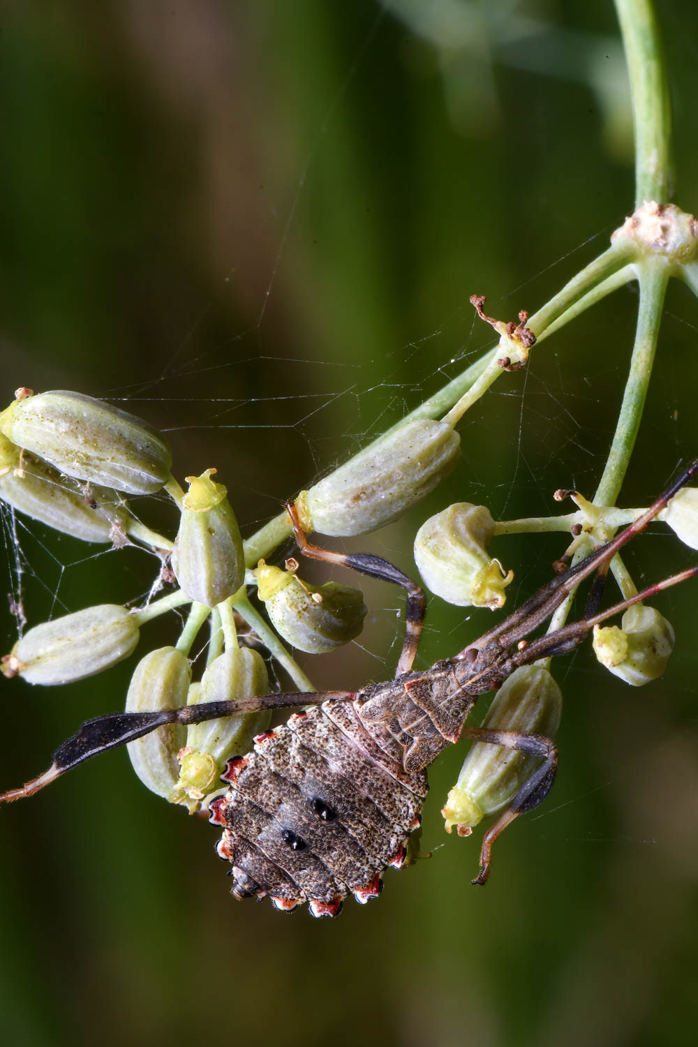 Leaf-footed Bug (Acanthocephala terminalis) Leaf-footed Bug Nymph (Acanthocephala terminalis)