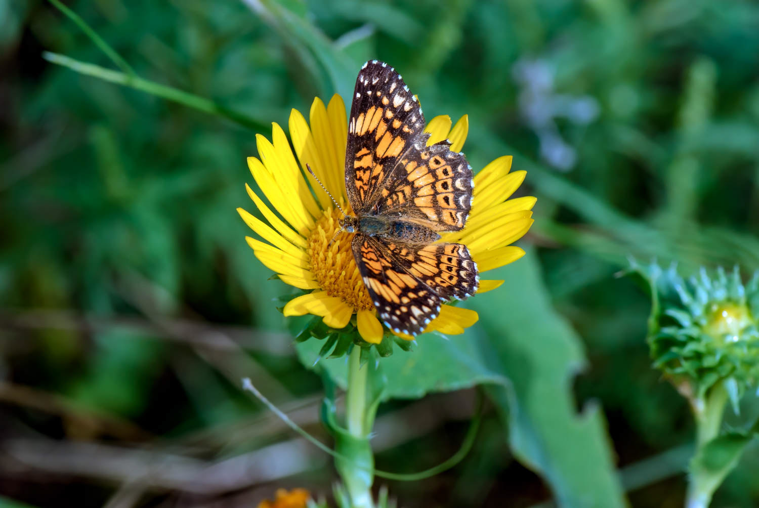 Gorgone Checkerspot (Chlosyne gorgone)