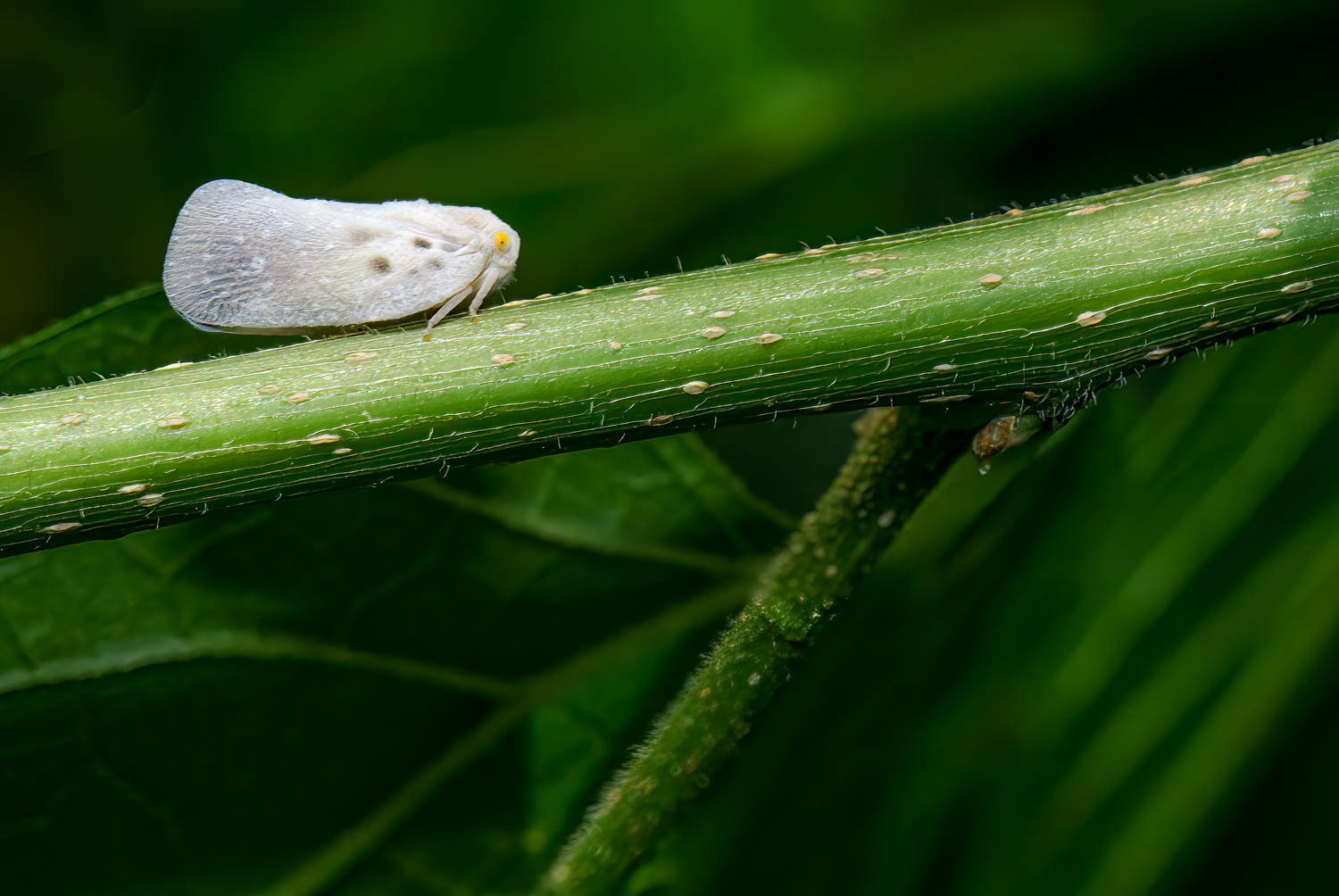 Citrus Flatid Planthopper (Metcalfa pruinosa)