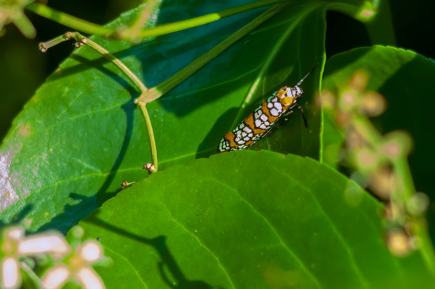 Ailanthus Webworm Moth (Atteva aurea)