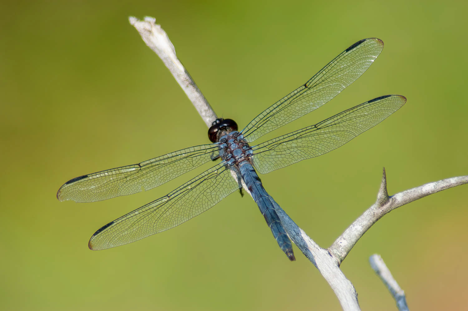 Slaty Skimmer (Libellula incesta) Male