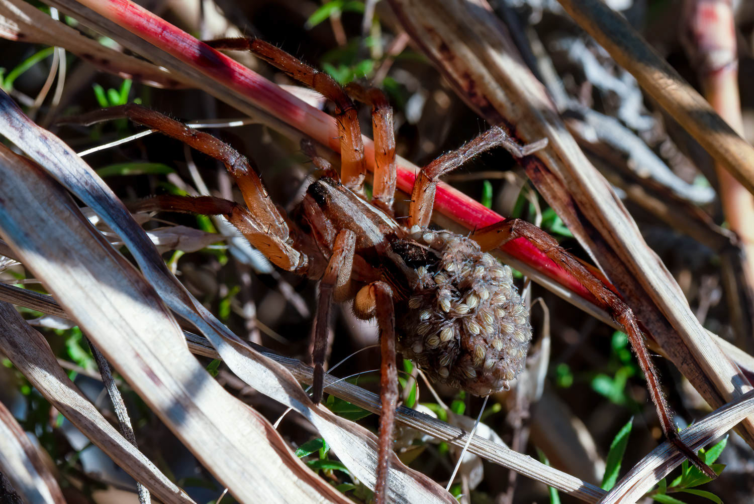 Wolf Spider (Lycosidae sp.) Female With Babies