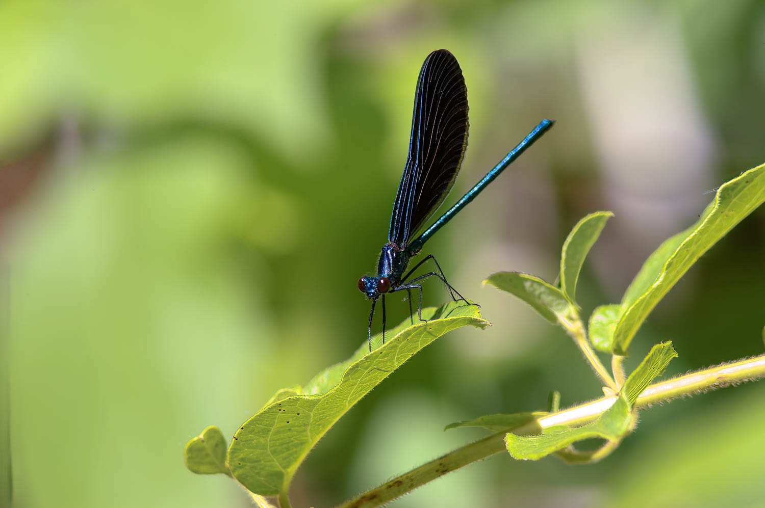 Ebony Jewelwing (Calopteryx maculata) Male