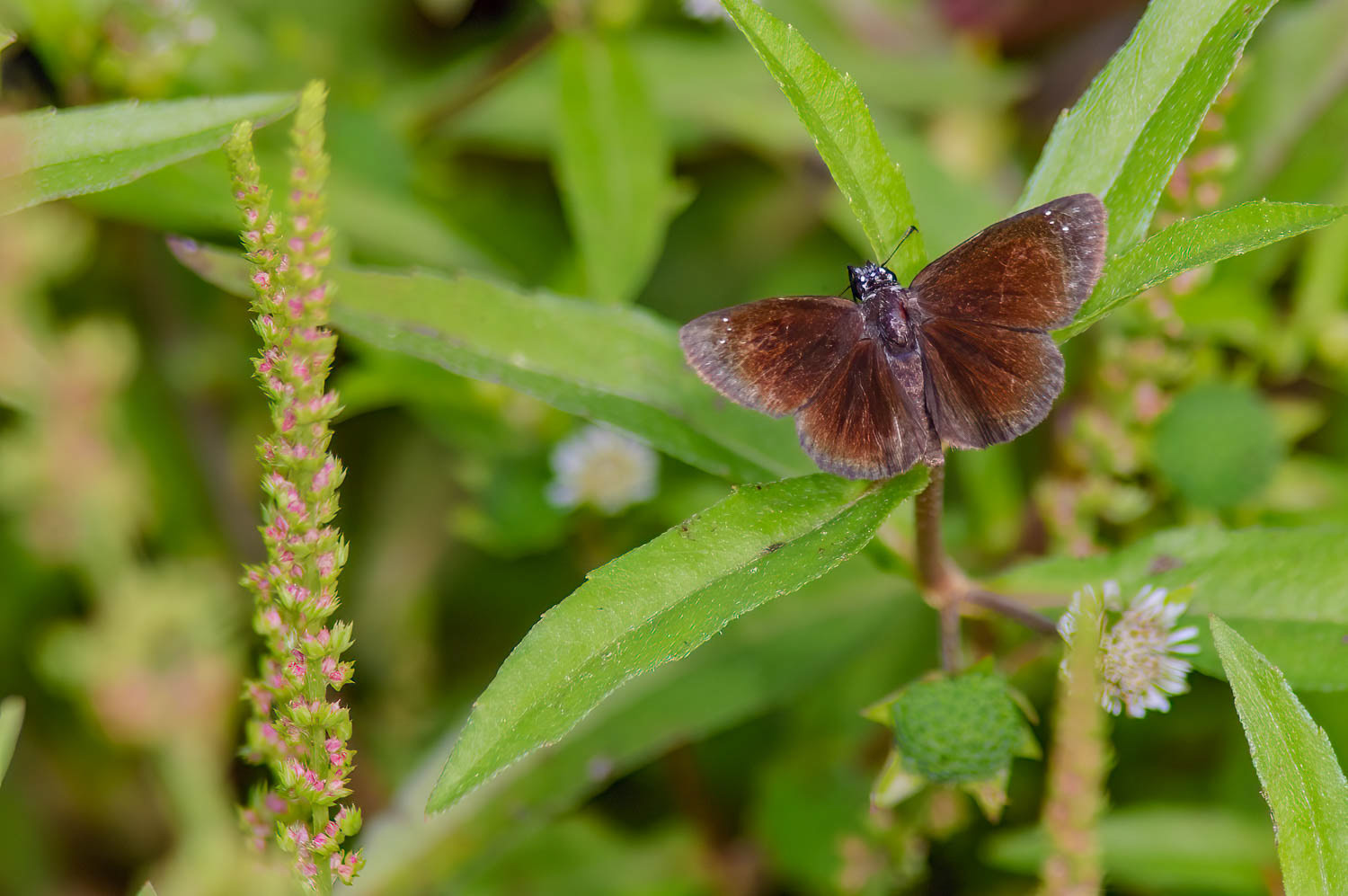 Common Sootywing (Pholisora catullus)