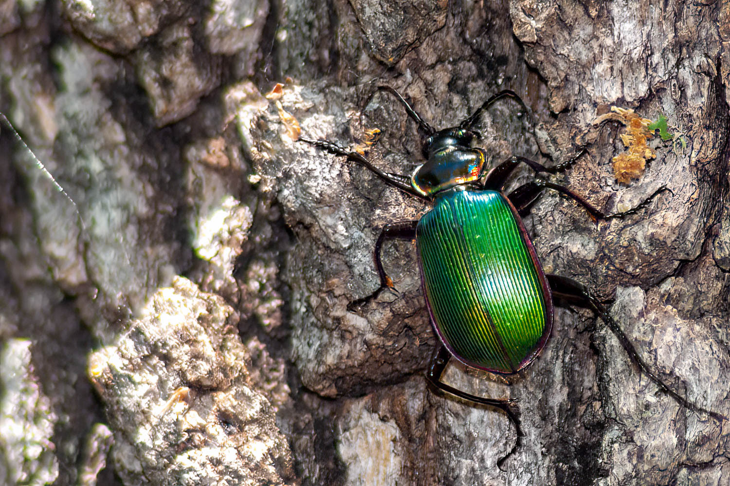 Caterpillar Hunter Beetke (Calosoma sycophanta)