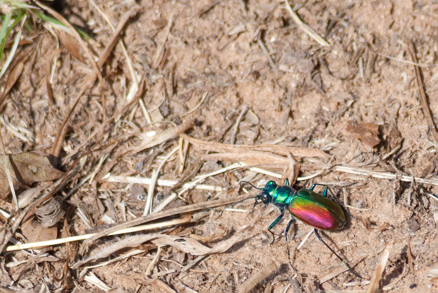 Six-spotted Tiger Beetle