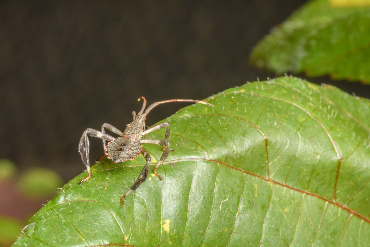Leaf-footed Bug Nymph (Acanthocephala terminalis)