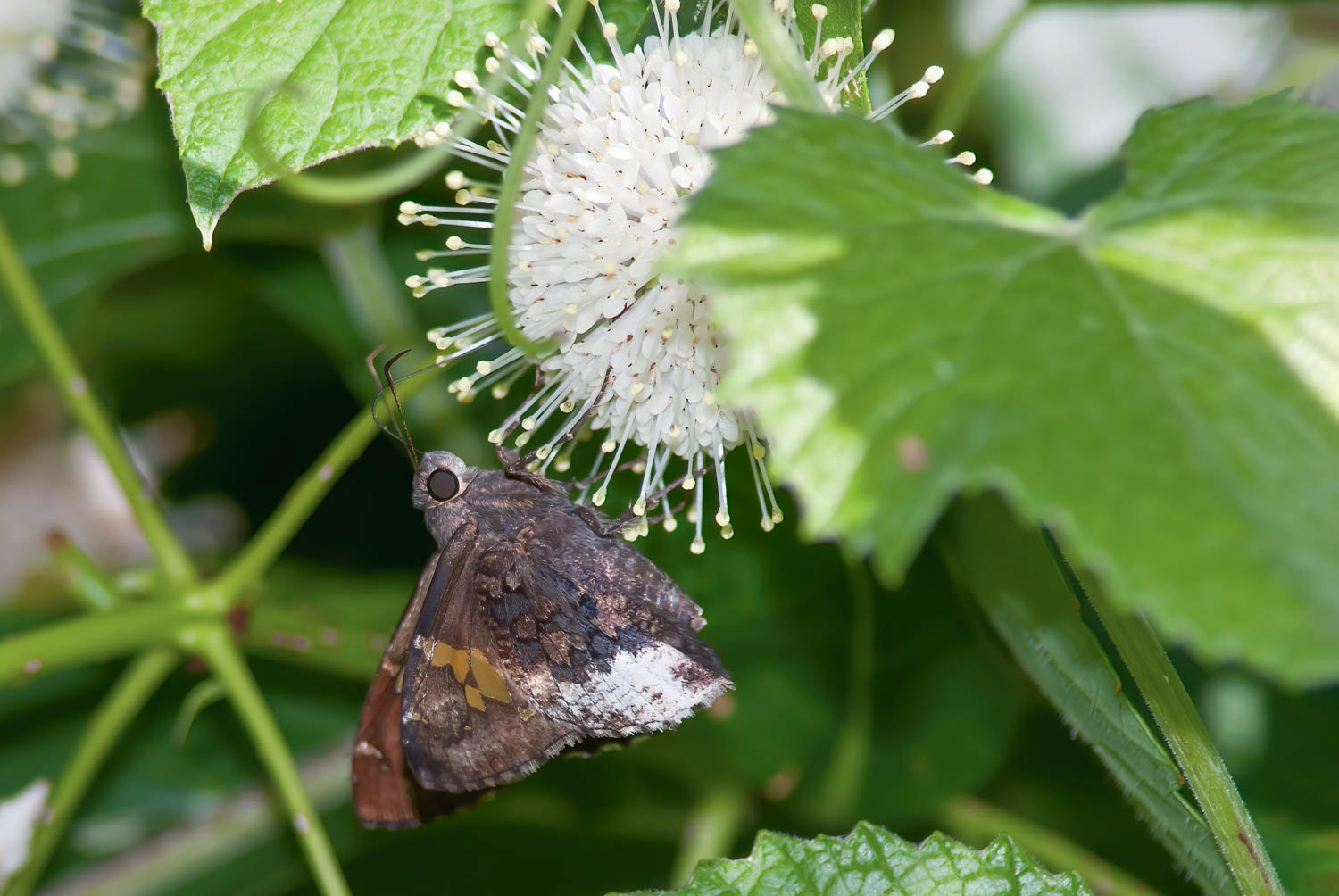 Hoary Edge Skipper (Achalarus lyciades)