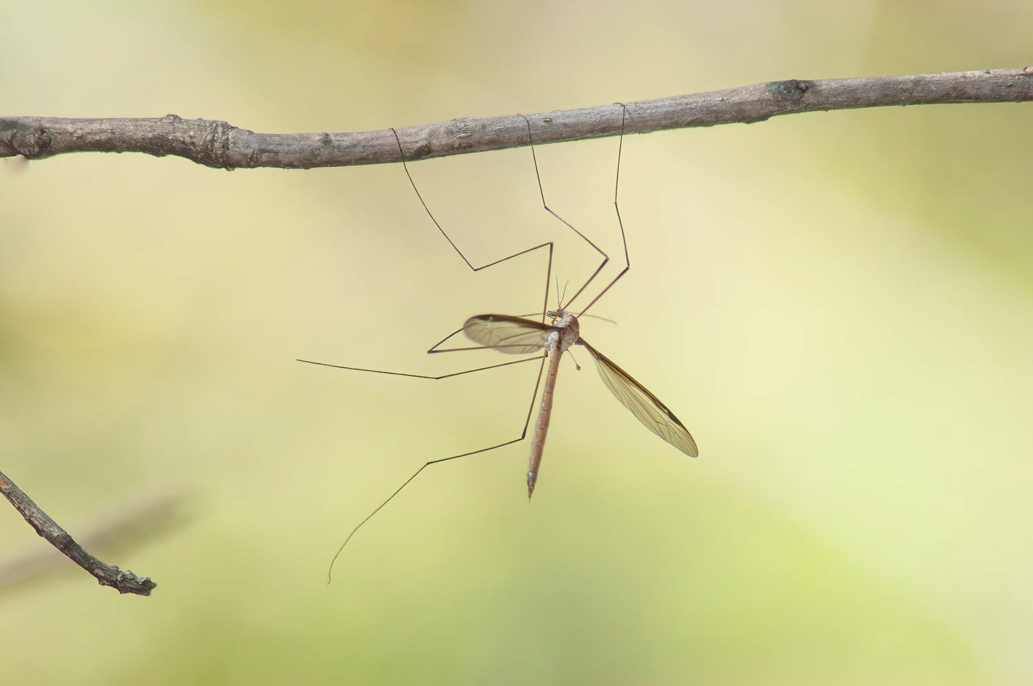 Crane Flt (Tipula texanus)