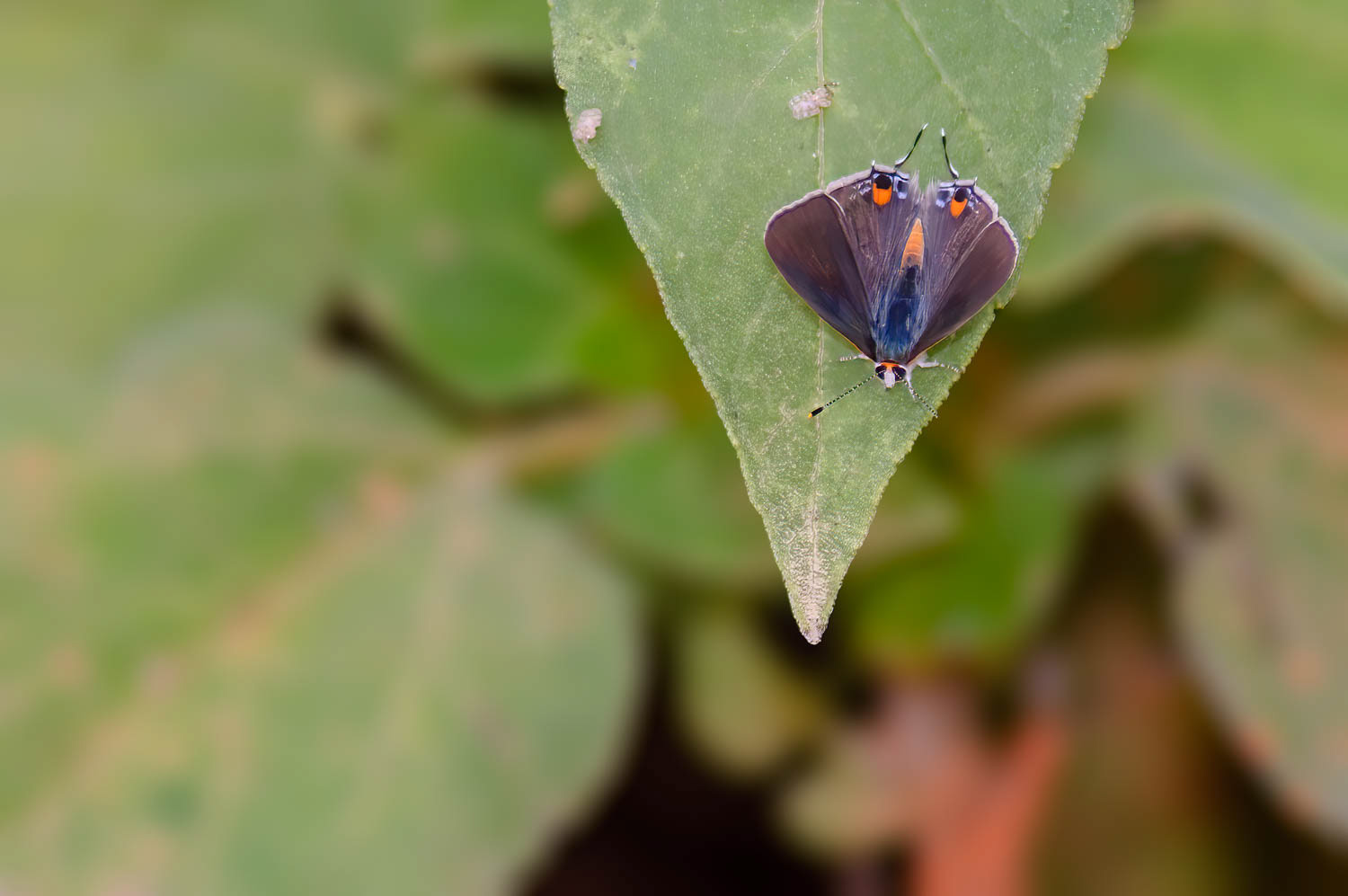 Gray Hairstreak (Strymon melinus)