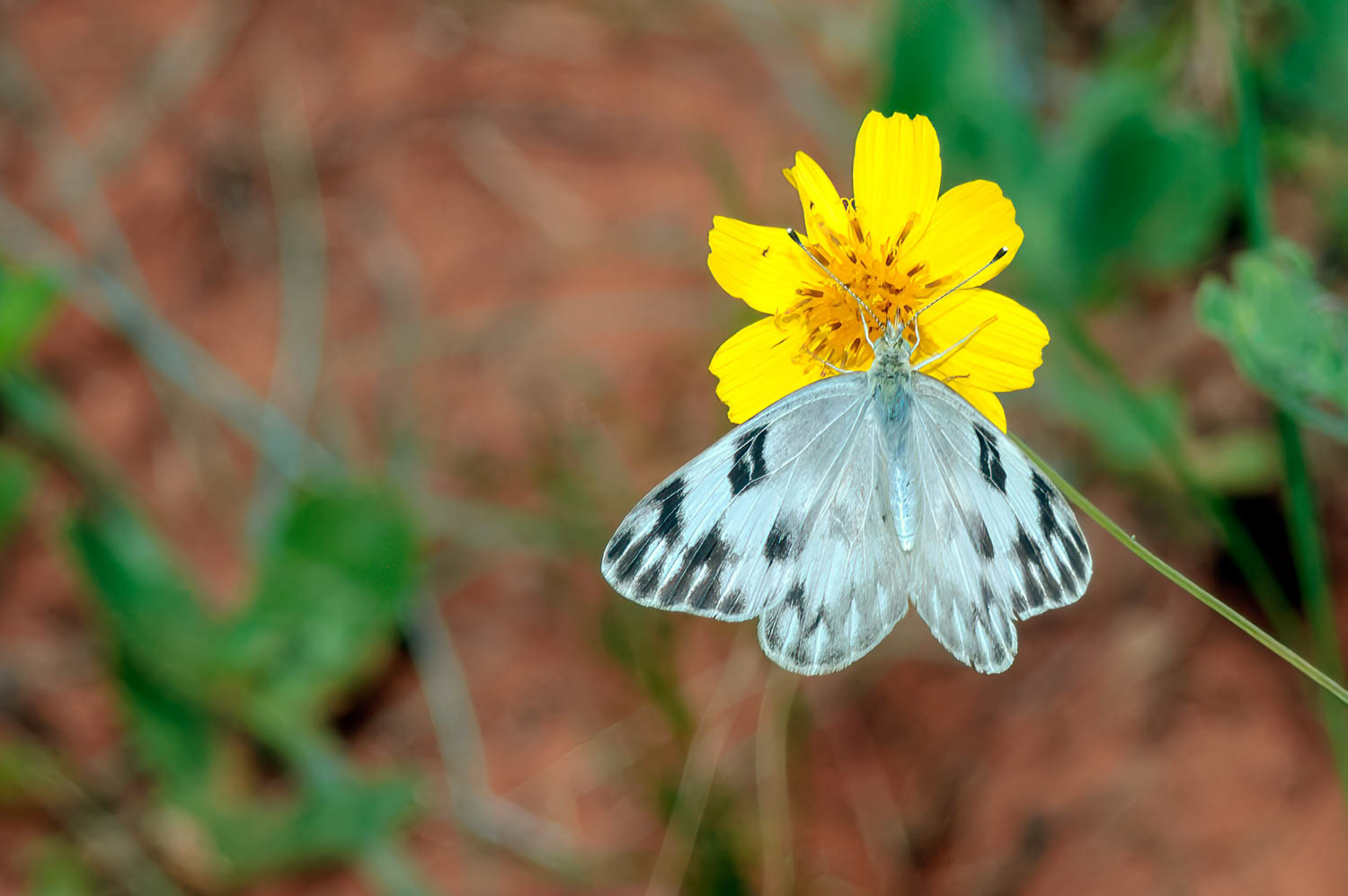 Checkered White (Pontia protodice)