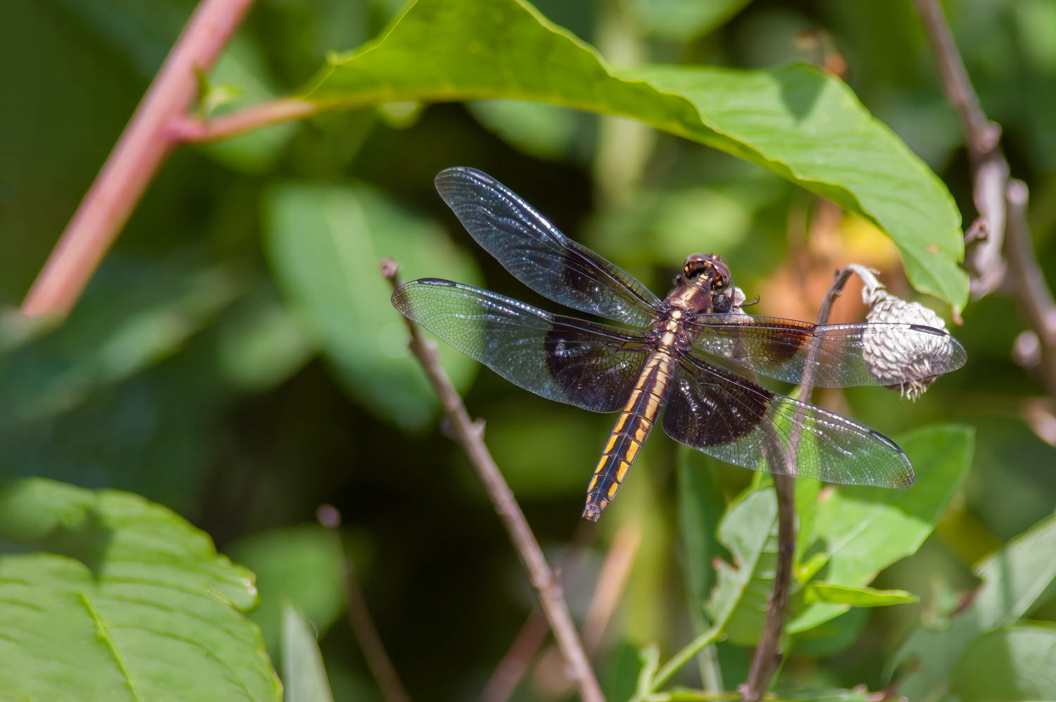 Widow Skimmer (Libellula luctuosa) Female
