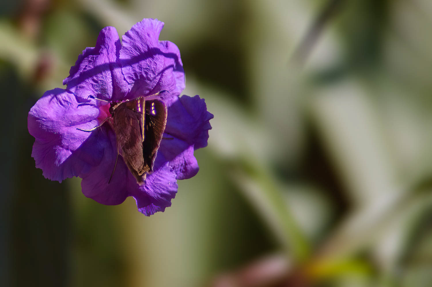 Dusted Skipper (Atrytonopsis hianna)