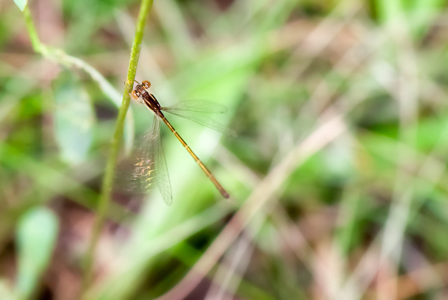 Plateau Spreadwing (Lestes alacer)