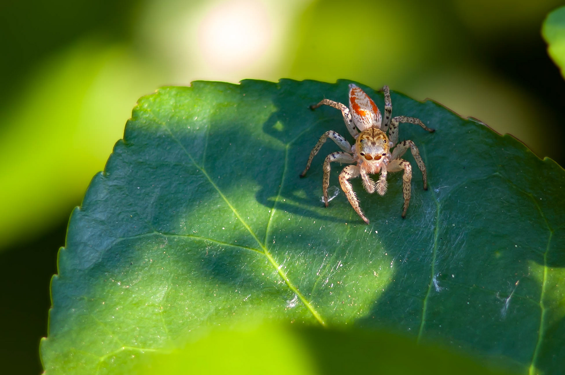 Dimorphic Jumping Spider