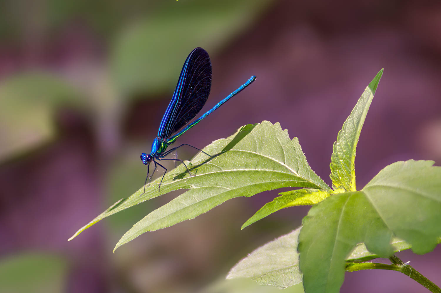 Ebony Jewelwing (Calopteryx maculata) Male