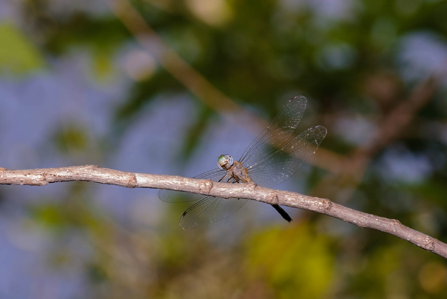 Blue-faced Meadowhawk (Sympetrum ambiguum) Female