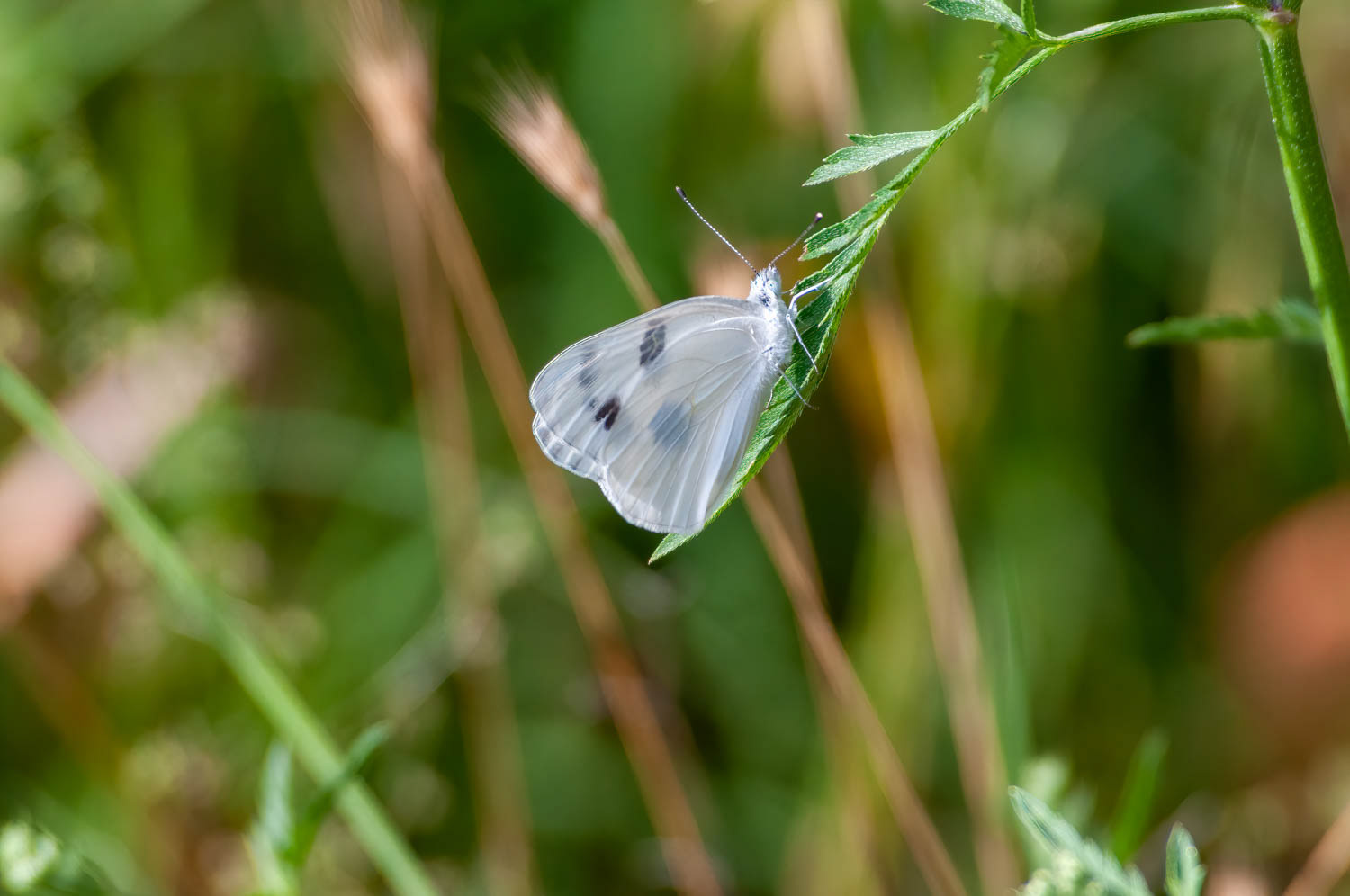 Cabbage White (Pieris rapae)