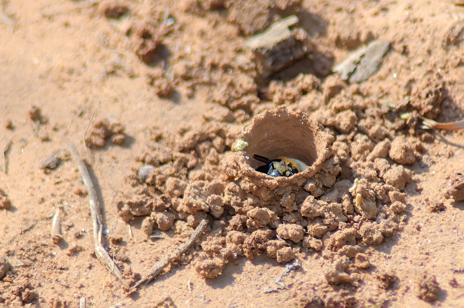 Digger Bee ( Anthophorini sp.)