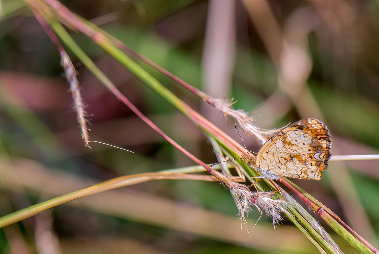 Pearl Crescent (Phyciodes tharos)