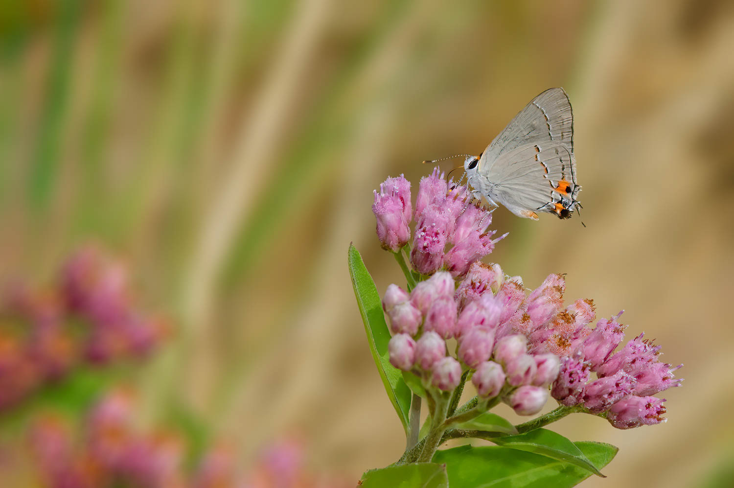 Gray Hairstreak (Strymon melinus)