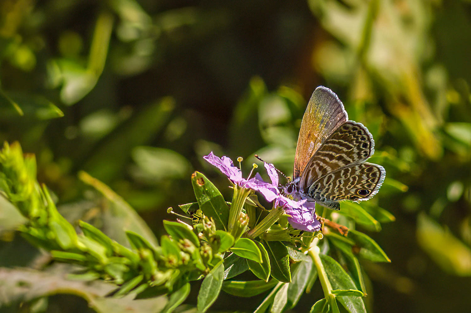 Marine Blue (Leptotes marina)