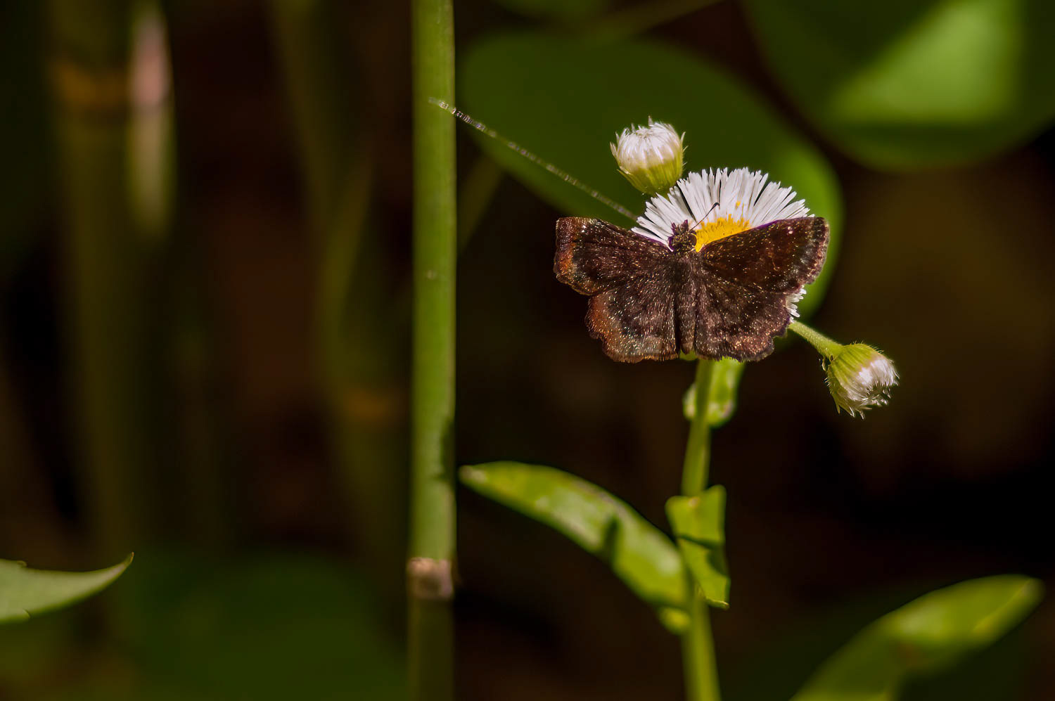 Hayhurst's Scallopwing (Staphylus hayhurstii)