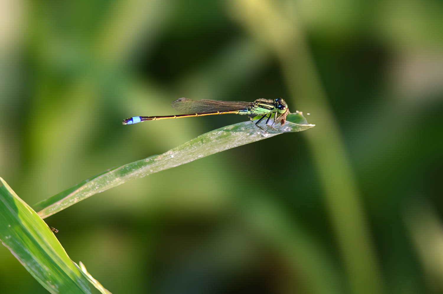 Ramburs Forktail Male (Ischnura Ramburii)
