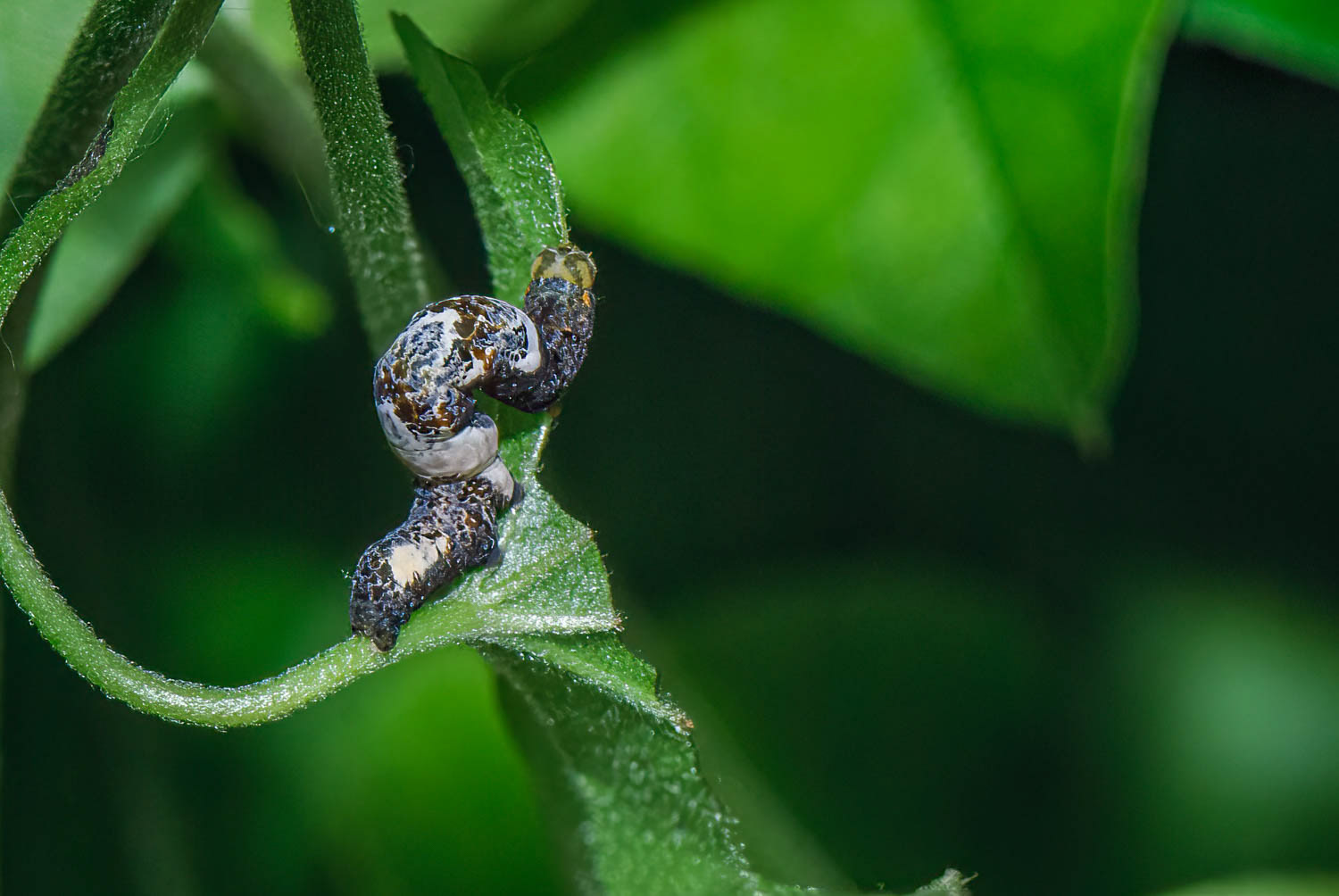 Moonseed Moth (Plusiodonta compressipalpis)