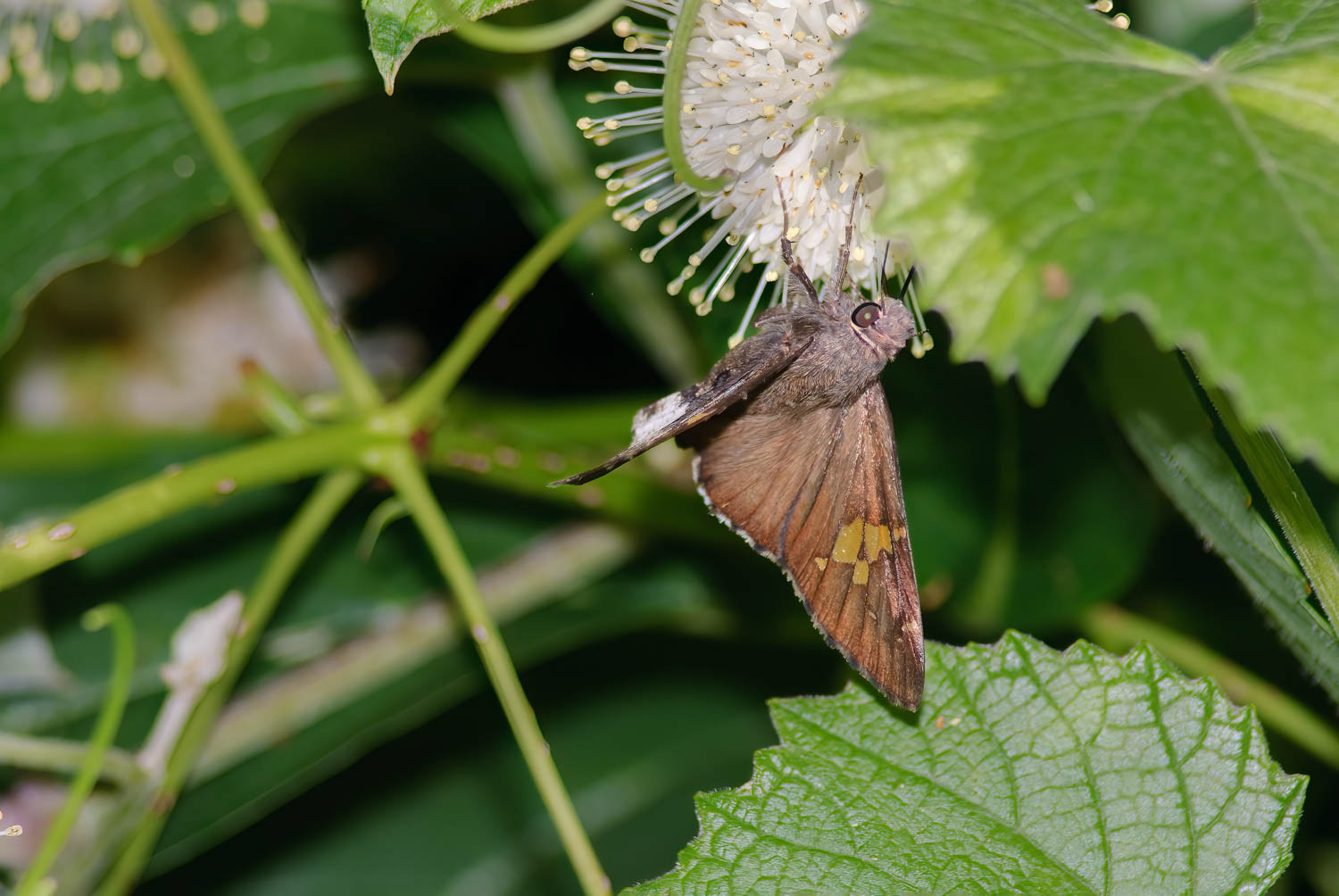 Hoary Edge Skipper (Achalarus lyciades)