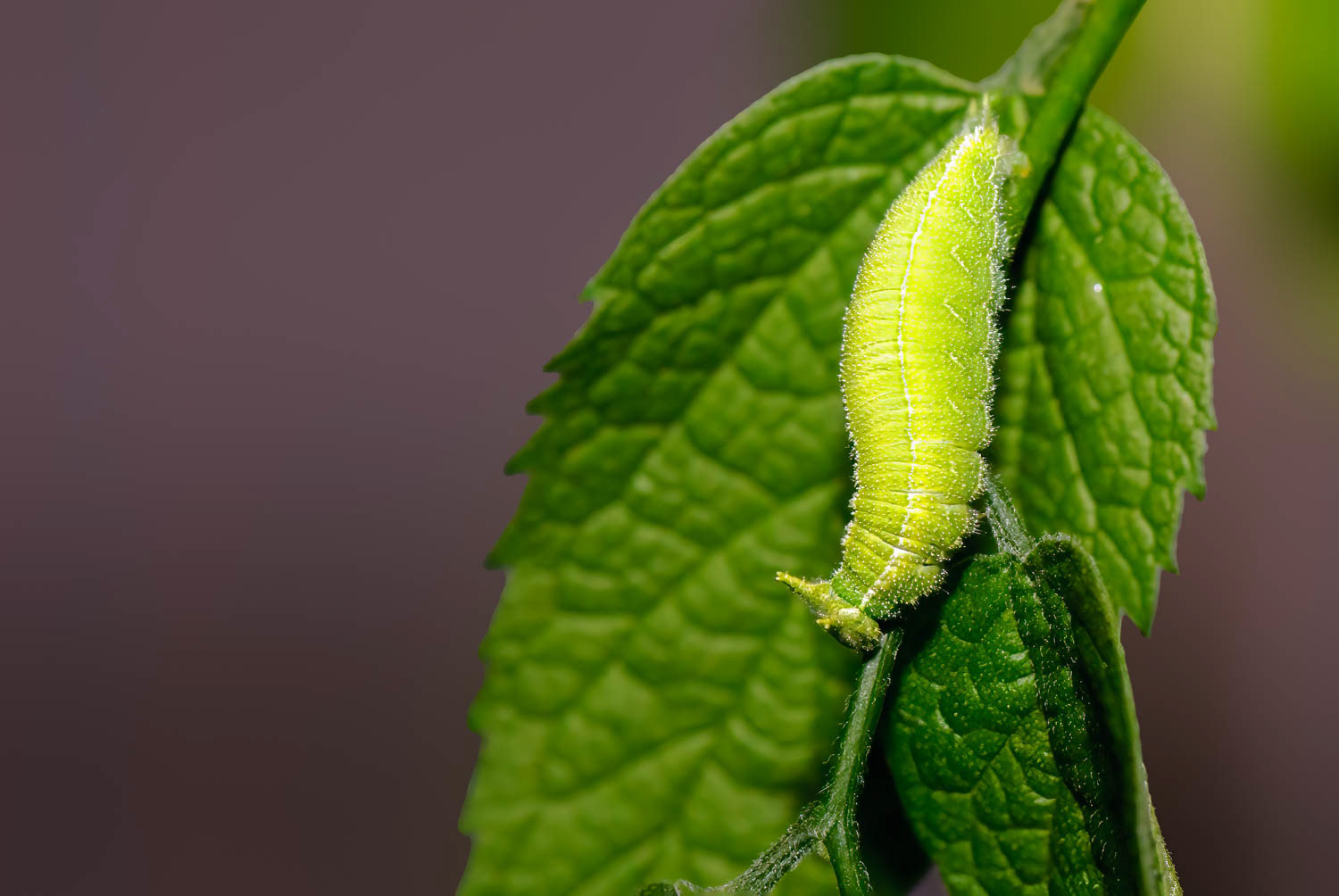 Tawny Emperor Caterpillar (Asterocampa clyton)