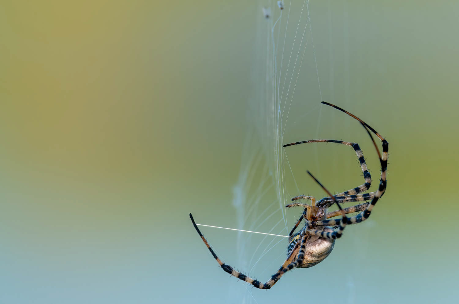 Banded Garden Spider (Argiope trifasciata)